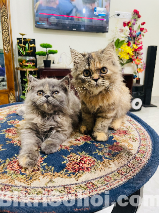 Persian cat